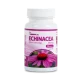 Netamin Echinacea 380mg kapszula (Bíbor Kasvirág) (30 kapszula – 1 havi adag)